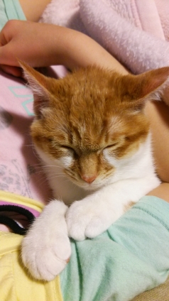 Cat pictures｜で、三女さんの腕で眠るニャ、メルでーす！