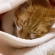 Cat pictures｜お気に入りの毛布で安心ニャ、メルでーす！