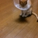 Cat pictures｜動くニャ！ねずみおもちゃだ、メルでーす！
