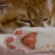 Cat pictures｜メルのピンクの肉球見てニャ♡メルでーす！