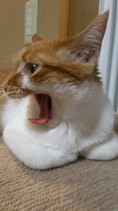 Cat pictures｜怒ってニャいよ、あくびだよ、メルでーす！