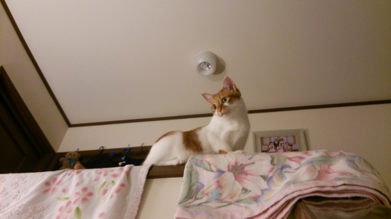 Cat pictures｜１階の皆、ニャにしてるのー？メルでーす！