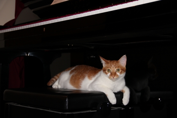 Cat pictures｜もしもピアノが弾けたニャら♡メルでーす！