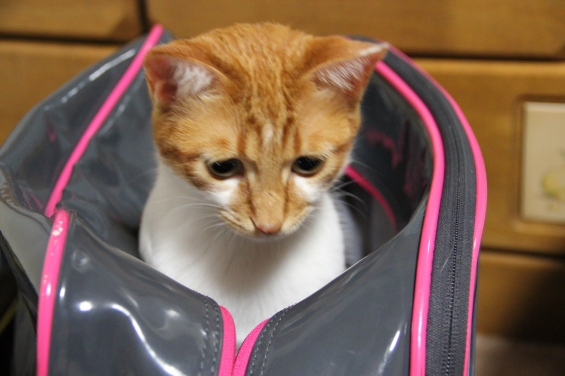 Cat pictures｜バッグの中からこんばんはー♡メルでーす！