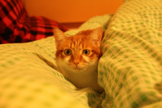Cat pictures｜寒くなってきたニャ♡メルでーす！