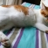 Cat pictures｜朝だけど・・二度寝の雰囲気、メルでーす！