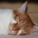 Cat pictures｜居心地いいから寝たのニャ♡メルでーす！