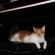 Cat pictures｜もしもピアノが弾けたニャら♡メルでーす！
