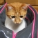 Cat pictures｜バッグの中からこんばんはー♡メルでーす！