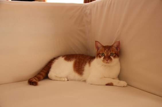 Cat pictures｜お掃除中のソファでおすまし♡メルでーす！