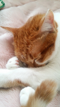 Cat pictures｜お昼寝だけど・・・熟睡中♡メルでーす！