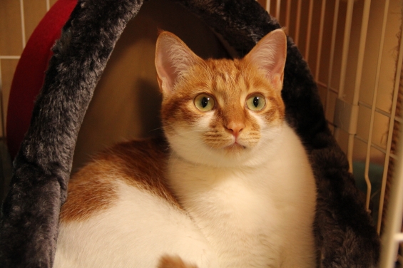 Cat pictures｜新しいベッドニャん♡メルでーす！