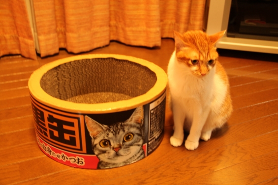 Cat pictures｜プレゼントありがとう１♡メルでーす！