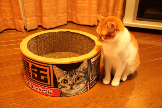 Cat pictures｜プレゼントありがとう２♡メルでーす！