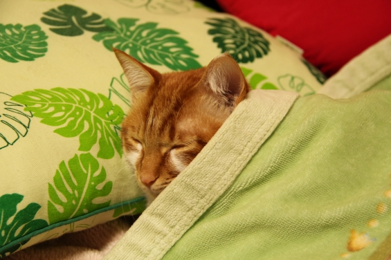 Cat pictures｜枕と毛布とメル♡メルでーす！