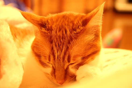 Cat pictures｜眠くてたまらニャいzzzメルでーす！