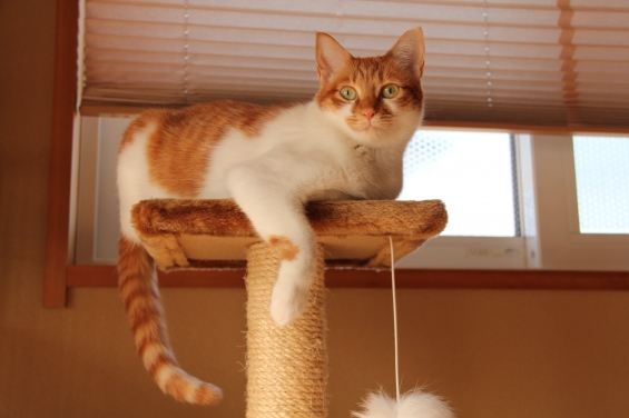 Cat pictures｜タワーの上からおはようニャ♡メルでーす！