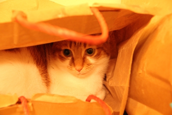 Cat pictures｜袋の中♡メルでーす！