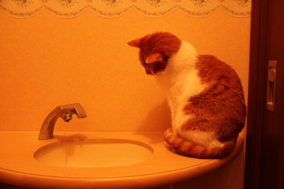 Cat pictures｜お水が出るの？メルでーす！