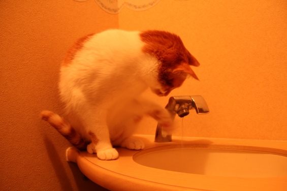 Cat pictures｜そしてお水にパ～ンチ！メルでーす！