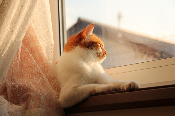 Cat pictures｜夕日を浴びニャがら♡メルでーす！
