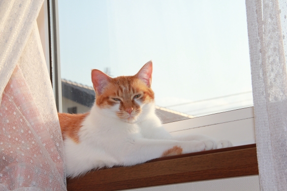 Cat pictures｜夕日を浴びニャがら３♡メルでーす！
