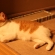 Cat pictures｜５月ニャのに暑いニャん♡メルでーす！