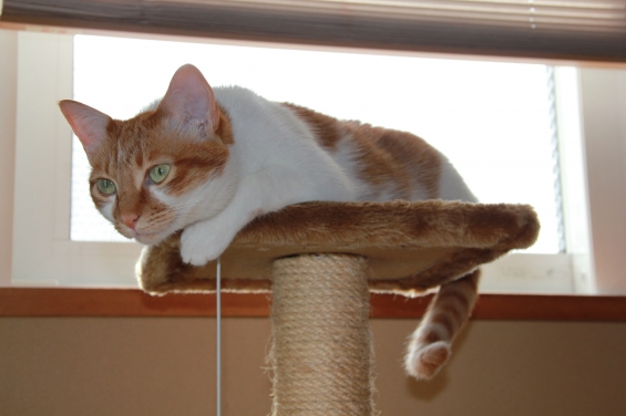 Cat pictures｜タワーでまったりニャ♡メルでーす！