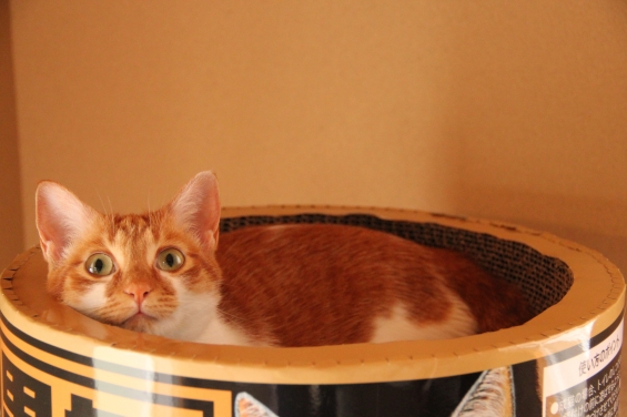 Cat pictures｜サークルの中、楽しいニャ♡メルでーす！