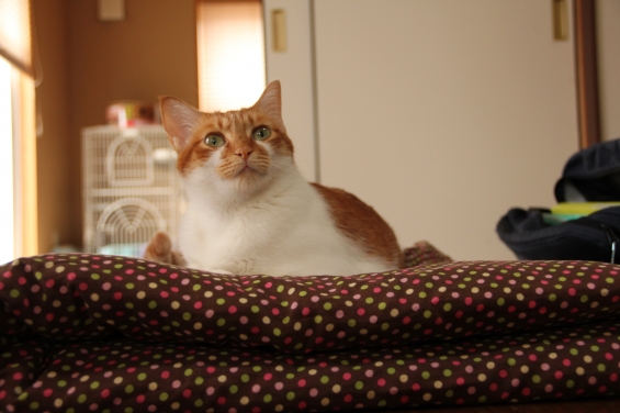 Cat pictures｜メルさんに座布団２枚！メルでーす！