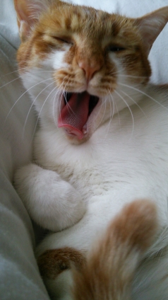 Cat pictures｜眠くてたまらニャい♡メルでーす！