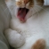 Cat pictures｜眠くてたまらニャい♡メルでーす！