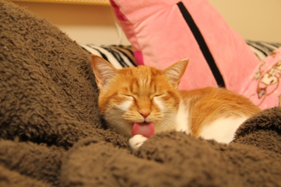 Cat pictures｜眠いけどペロッ♡メルでーす！