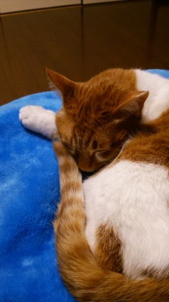 Cat pictures｜今夜は甘えちゃうニャんⅡメルでーす！
