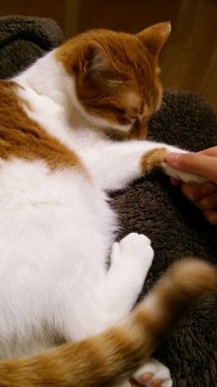 Cat pictures｜握手～♡メルでーす！
