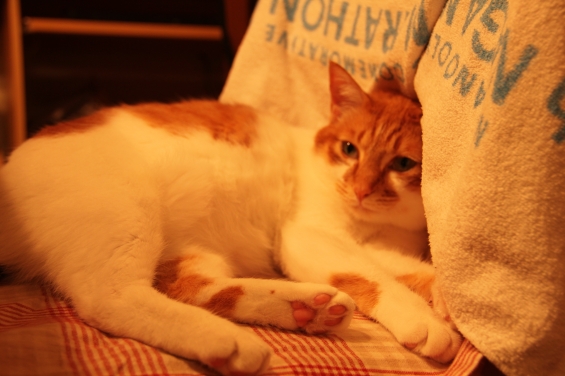 Cat pictures｜イスでリラックス♡メルでーす！