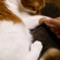 Cat pictures｜握手～♡メルでーす！