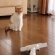Cat pictures｜メルvs掃除機♡メルでーす！