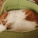 Cat pictures｜新しいベッドニャ♡メルでーす！