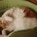 Cat pictures｜新しいベッドニャ♡２メルでーす！