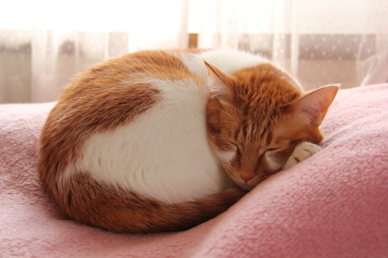 Cat pictures｜メルは毛布で丸くなる♡メルでーす！