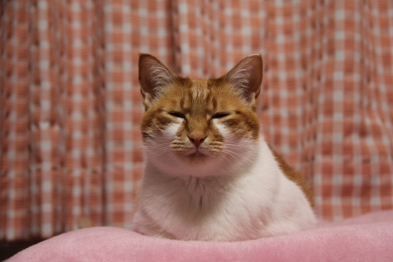 Cat pictures｜夏至でも毛布好きニャ♡メルでーす！