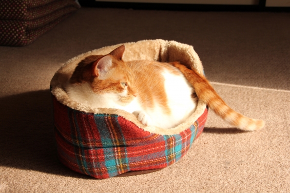 Cat pictures｜新しいベッドだニャ♡メルでーす！