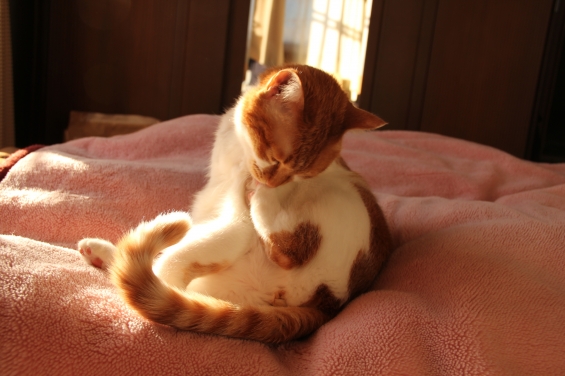Cat pictures｜新春グルーミング♡メルでーす！
