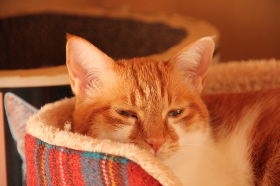Cat pictures｜ベッドで眠りニャすｚｚｚメルでーす！