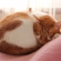Cat pictures｜メルは毛布で丸くなる♡メルでーす！