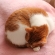 Cat pictures｜メルは毛布で丸くなる２♡メルでーす！