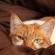 Cat pictures｜しばしお目覚めニャ♡メルでーす！