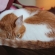 Cat pictures｜眠いけどグルーミング！？メルでーす！