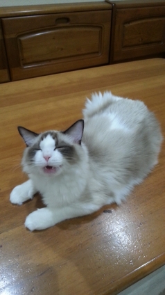 Cat pictures｜笑う！
